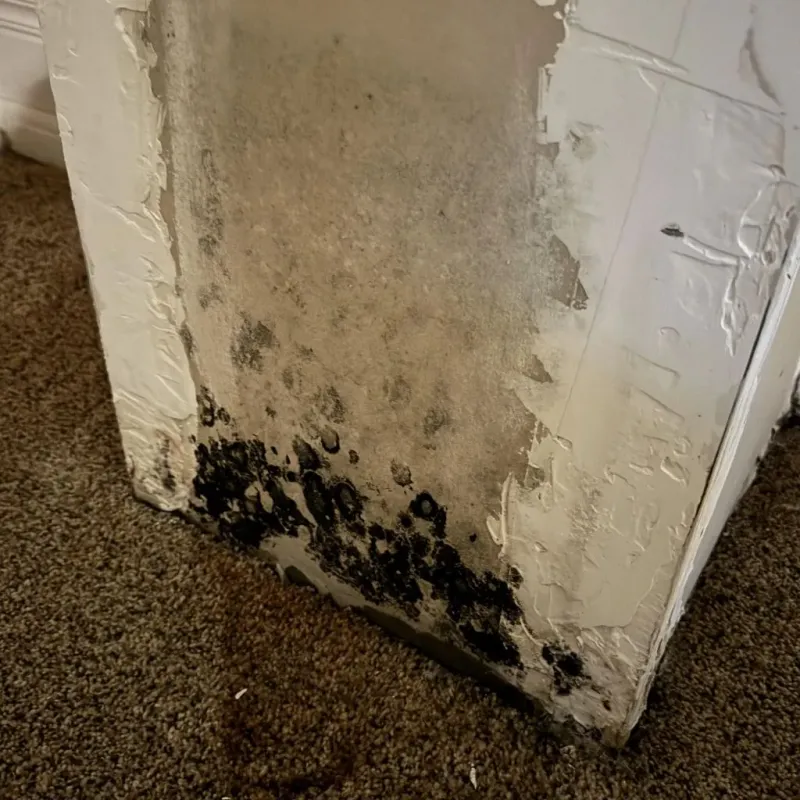 Professional Mold Removal in Floyd County, GA